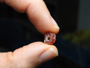 7000 Jahre alte Perle (Foto: IAA)